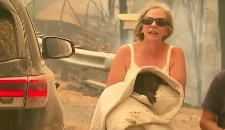 Происшествия: На видео героическая незнакомка рискнула жизнью, чтобы спасти коалу из лесного пожара
