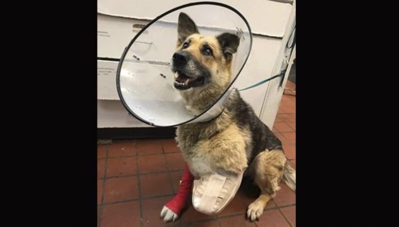 Локальные новости: Измученная собака отгрызла себе лапу после того, как хозяин морил ее голодом и заставлял жить на морозе