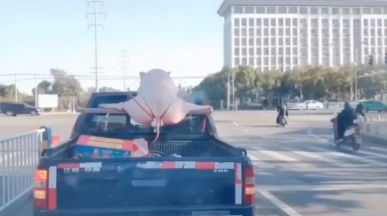 Полезное: На странном видео гигантская свинья «на шпагате» ехала на крыше машины, шокируя прохожих