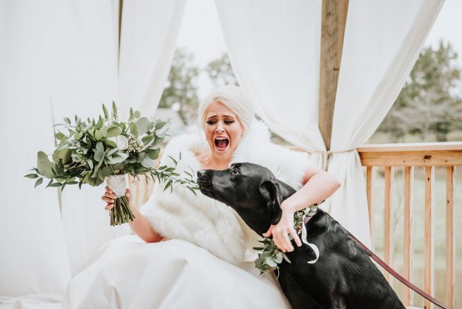 Локальные новости: «Самый чудесный пес на свете»: Невеста устроила свадебную фотосессию с любимой собакой, прежде чем идти к алтарю