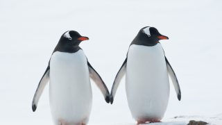В мире: Пингвины-геи, высидевшие брошенное матерью яйцо, станут отцами во второй раз