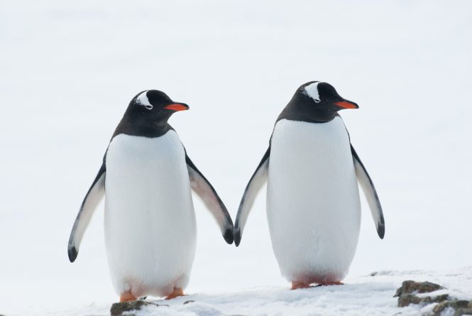 В мире: Пингвины-геи, высидевшие брошенное матерью яйцо, станут отцами во второй раз