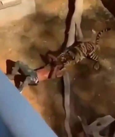 В мире: Мужчина чудом выжил, упав в вольер с тиграми в зоопарке