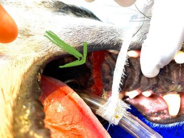 Процедура по чистке зубов в приюте для животных