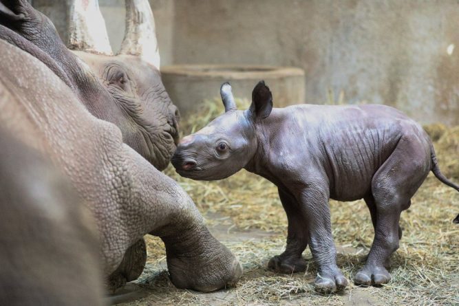 Локальные новости: В канун Рождества в зоопарке Мичигана впервые за 100 лет родился черный носорог (фото, видео)