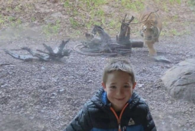 Видео: Тигр хотел напасть на маленького мальчика — но врезался в стекло (видео)