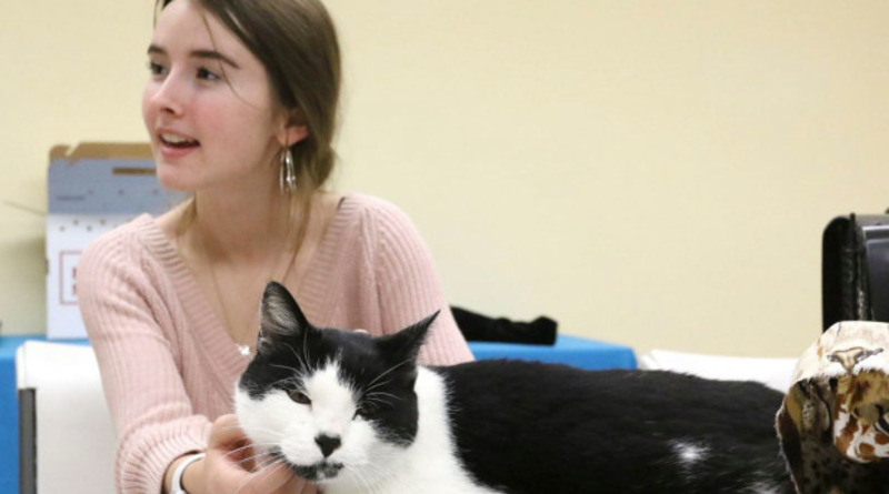 Полезное: Девочка-волонтер увидела в приюте для животных своего кота, который пропал 3 года назад