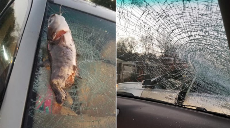Происшествия: Летящий сом врезался в лобовое стекло автомобиля на дороге в США (фото)