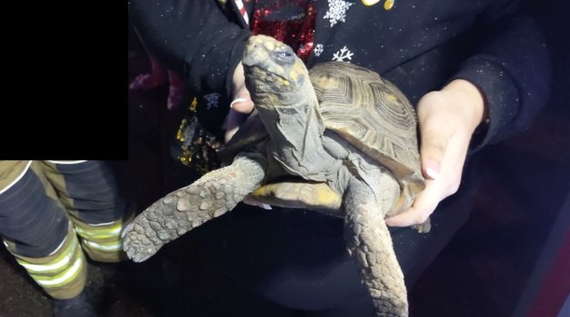 В мире: Сердито выглядящую черепаху спасли от пожара, который она же и устроила на Рождество (фото)