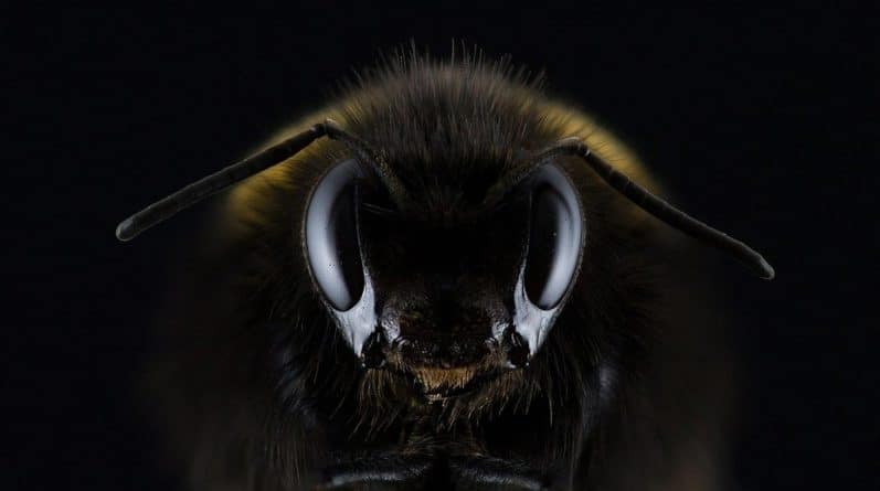 Локальные новости: Гигантские шершни, опасные как для людей, так и пчел, появились в Вашингтоне