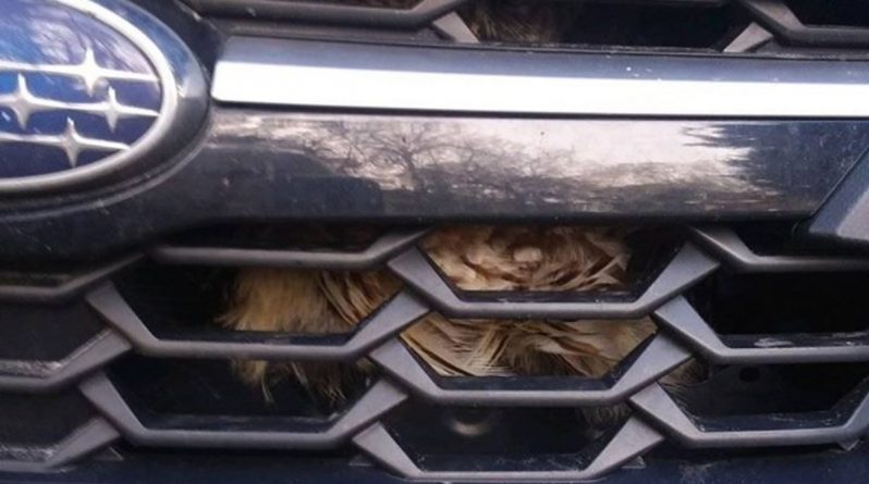 Локальные новости: Ух-ух-ура: из радиатора автомобиля вызволили живую сову