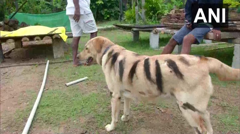 Популярное: Находчивый фермер перекрасил пса в тигра, чтобы защитить урожай от набегов обезьян