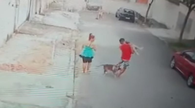 В мире: Молодой человек забросил ребенка на крышу машины, спасая от питбуля
