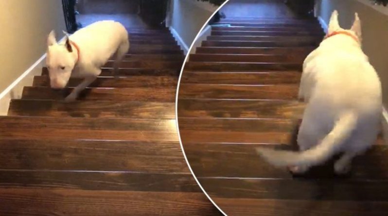 Популярное: «Несокрушимый» пес Танк покоряет соцсети, сбрасывая самого себя с лестницы (видео)