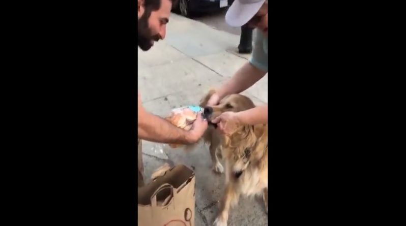Досуг: Мужчина схватился с собакой из-за булочек для гамбургеров