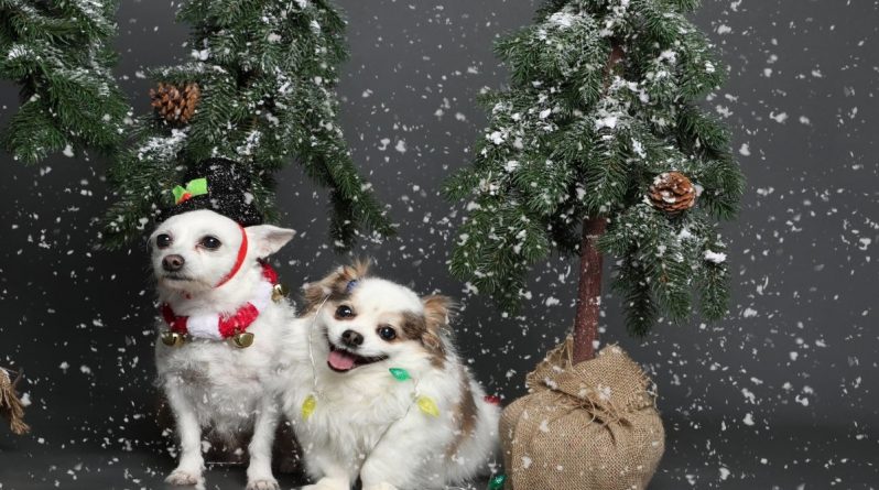 Досуг: Снимок в честь Рождества стал вирусным благодаря «экзистенциальному кризису» собаки