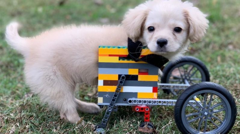 Здоровье: Щенок без 2 лапок получил инвалидное кресло из LEGO в подарок от 12-летнего мальчика