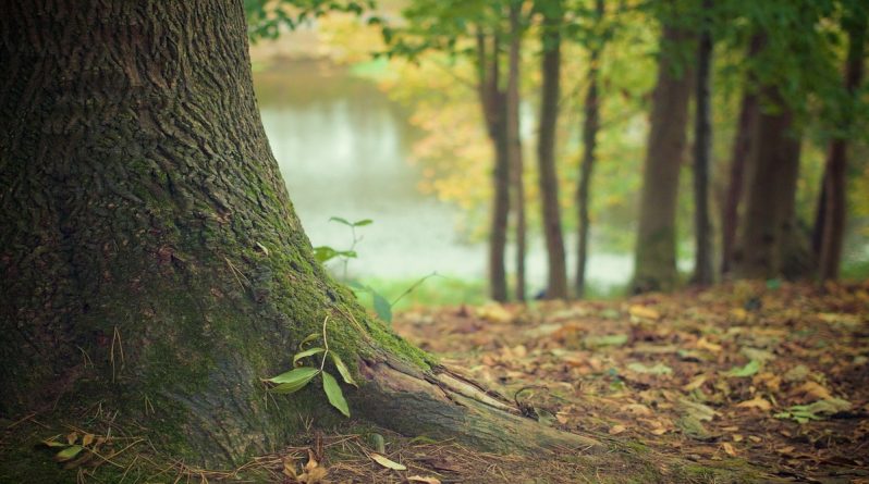 Досуг: Под Нью-Йорком обнаружен самый древний в мире лес