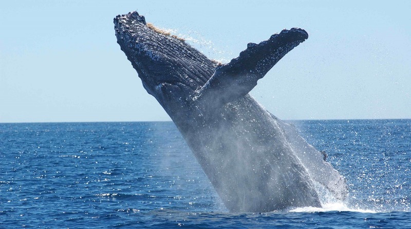 Видео: В Нью-Йорке замечен горбатый кит, который устроил «водное шоу» в Куинсе (видео)