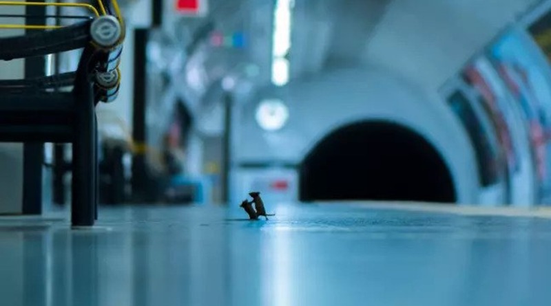 В мире: Момент битвы двух мышей в метро может стать лучшим фото дикой природы в этом году
