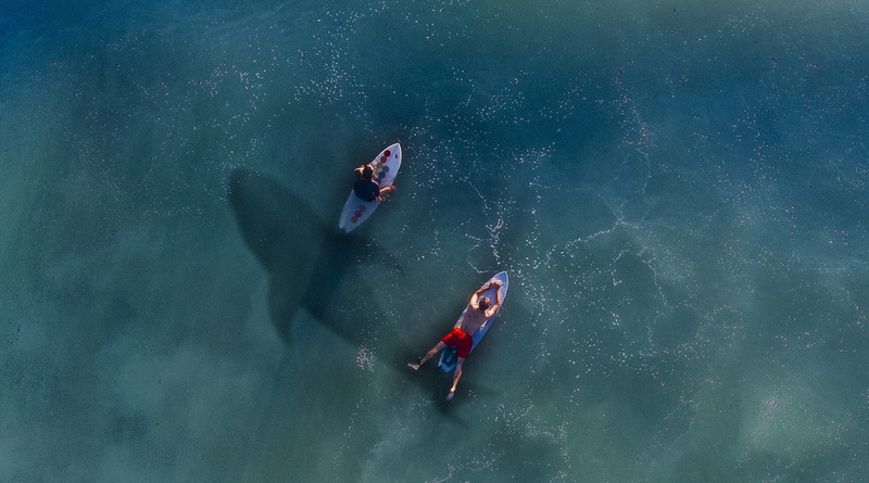 Локальные новости: В Калифорнии 4-метровая акула раскусила доску для серфинга и утащила серфера под воду