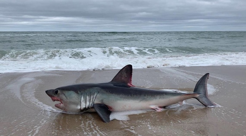 Локальные новости: На пляже нашли двухметровую оскалившуюся акулу. Пока неизвестно, что убило ее (фото)
