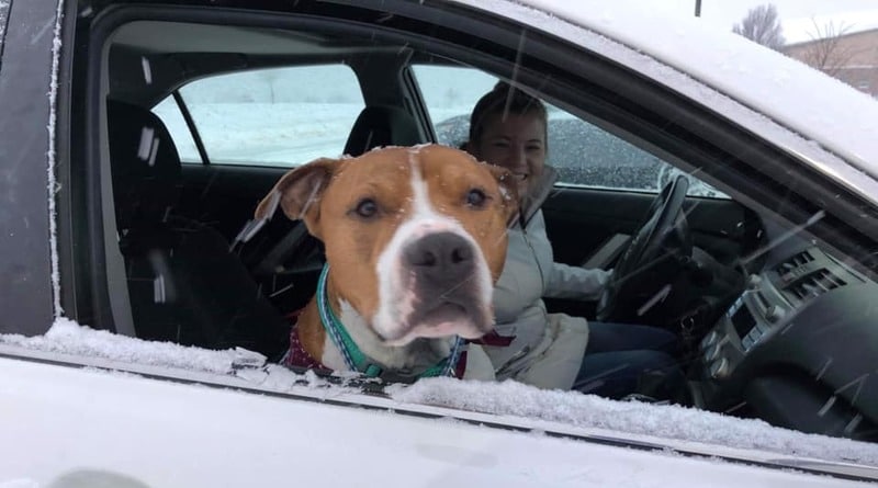Локальные новости: Волонтеры проехали 2000 миль, чтобы к Рождеству вернуть похищенную собаку ее хозяйке