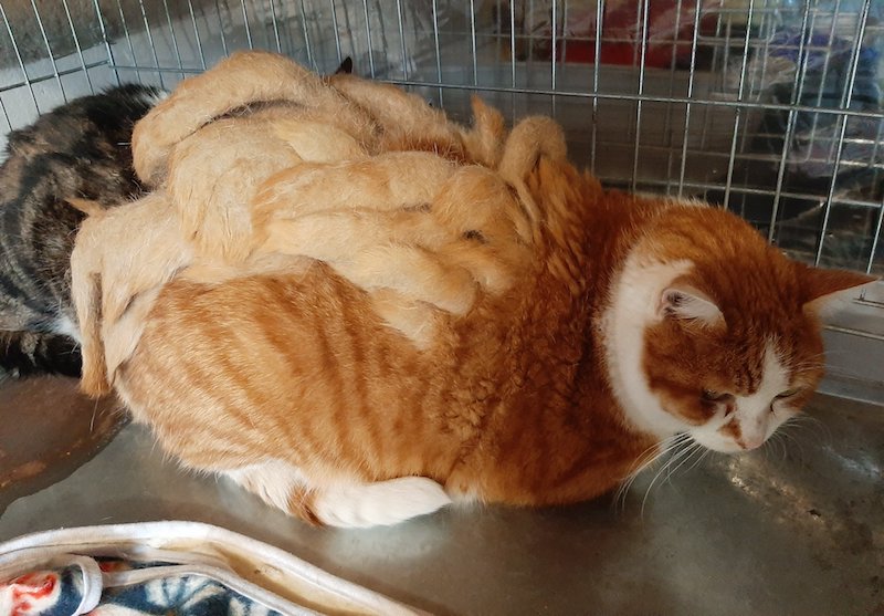 фотография кота с дредами 