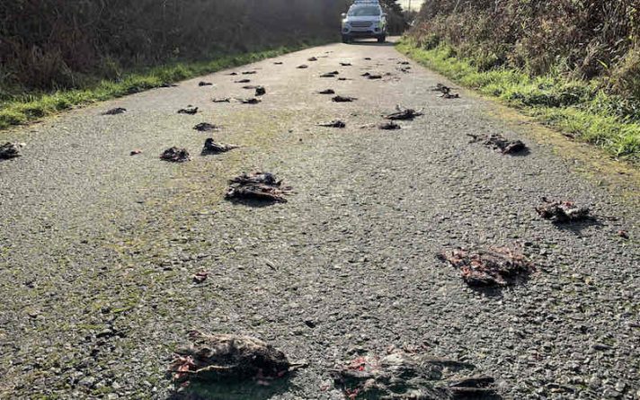 Происшествия: Дорога была усеяна трупами сотен птиц, по необъяснимым причинам рухнувших с неба