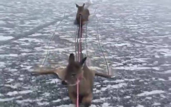 Происшествия: Мужчина рискнул жизнью и спас семью оленей с замерзшего озера