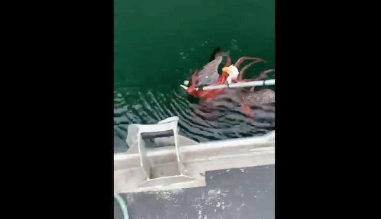 Полезное: Орлан схлестнулся с осьминогом — и тут же пожалел об этом