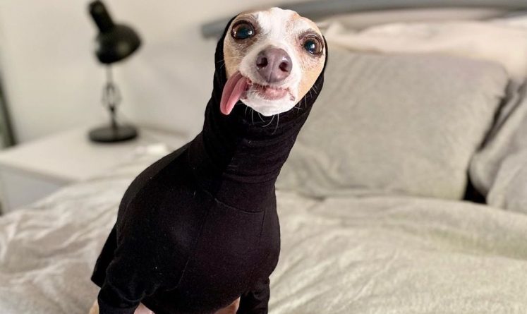Полезное: После чудесного спасения с собачьей фермы очаровательный пес с высунутым языком стал звездой Instagram
