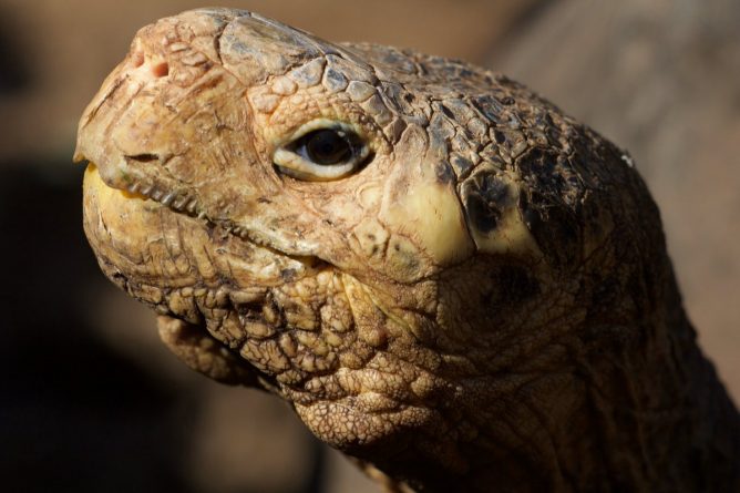 Голова гигантской черепахи в профиль фото