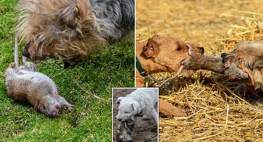 В мире: 8 терьеров уничтожили 730 огромных крыс и спасли свиноферму
