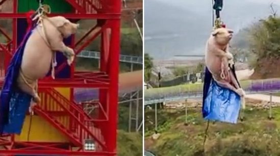 В мире: В китайском тематическом парке перед убоем свинью заставили прыгнуть с тарзанки