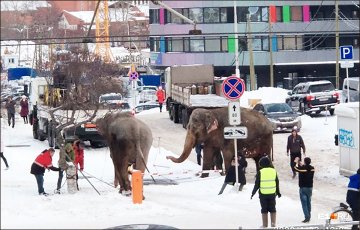 В мире: В России слоны убежали из цирка, чтобы поваляться в снегу