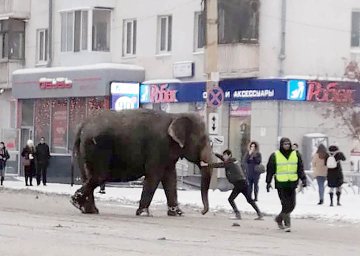Слоны убегают из цирка в России фото