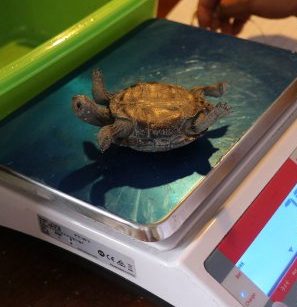 Техники из дирекции парка измеряют и взвешивают маленьких черепах, которые вылупились в этом году на Галапагосских островах фото