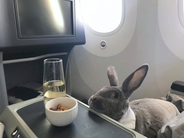Путешествия: На фото кролчьиха путешествует с хозяйкой в бизнес-классе