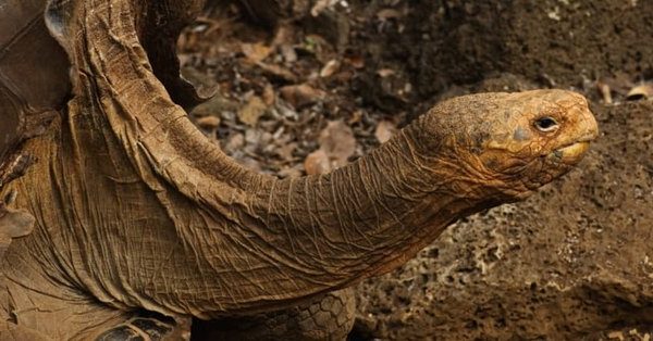 Локальные новости: 100-летняя черепаха спасла свой вид от вымирания