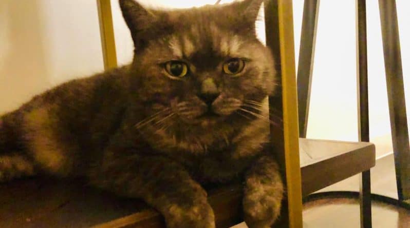 В мире: Кота полностью обрили после того, как он вернулся домой, покрытый штукатуркой