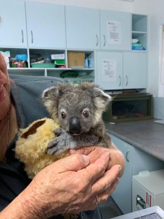 В мире: Маленькая коала восстанавливается после лесного пожара