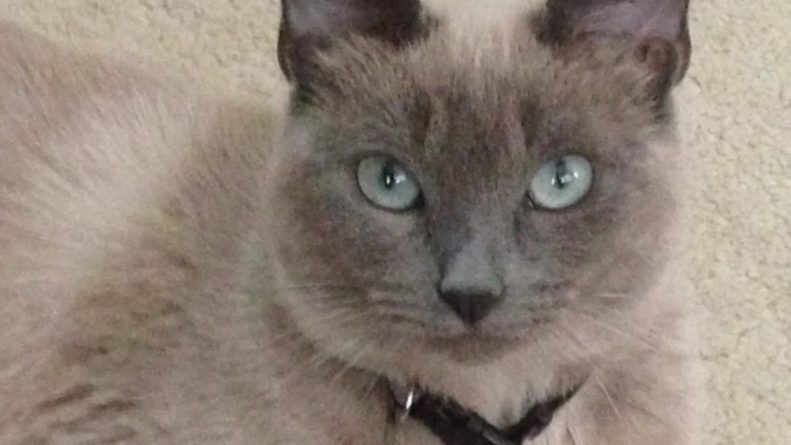 Локальные новости: Домашнюю кошку случайно усыпили во время обычного посещения ветеринара