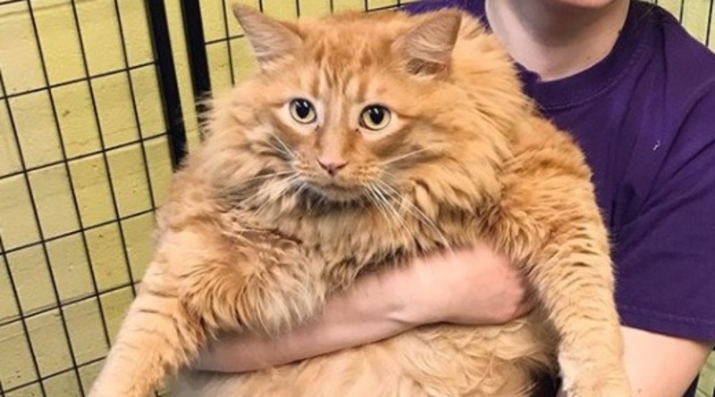 Локальные новости: В приют для животных привезли 16-килограммового кота Базуку. Он будет худеть в приемной семье (фото)