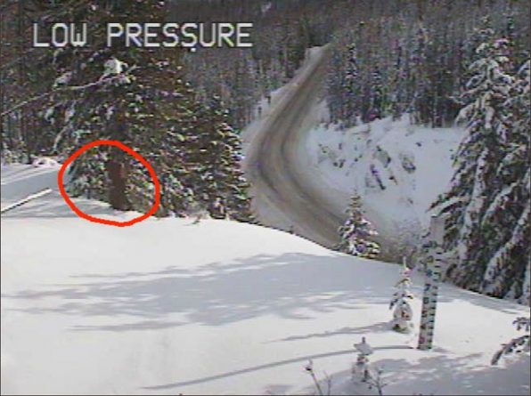 Локальные новости: В горах штата Вашингтон камера запечатлела снежного человека. Возможно
