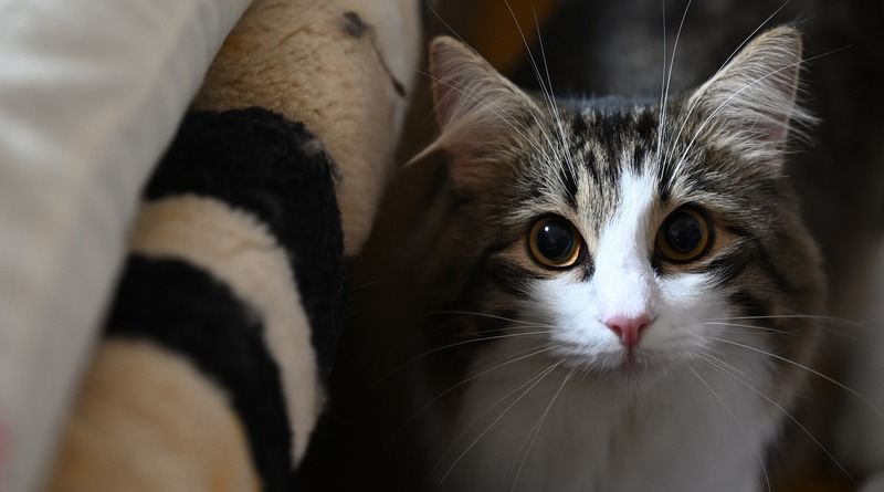 Закон и право: Любительница котов подала в суд на женщину, которая не позволила «усыновленной» кошке спать в своей постели