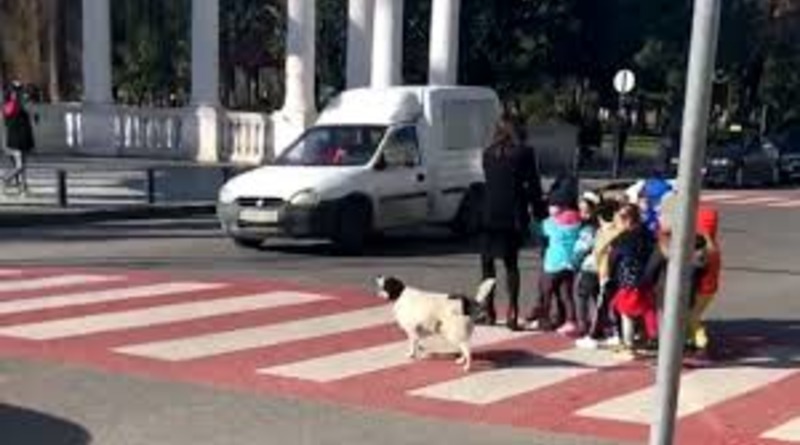 В мире: Бездомная собака лаяла на автомобили и бегала по пешеходному переходу, чтобы через него перешла группа детей