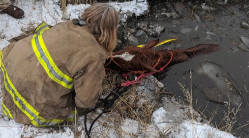 Локальные новости: Пожарные провели семь часов в ледяной воде, чтобы спасти провалившуюся лошадь