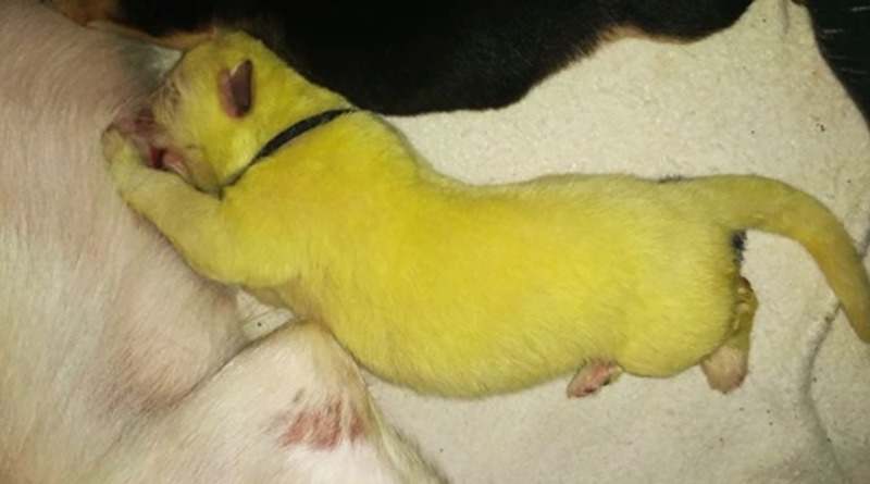 Локальные новости: В США родился щенок необычного – салатового окраса. Его назвали Халком (фото)