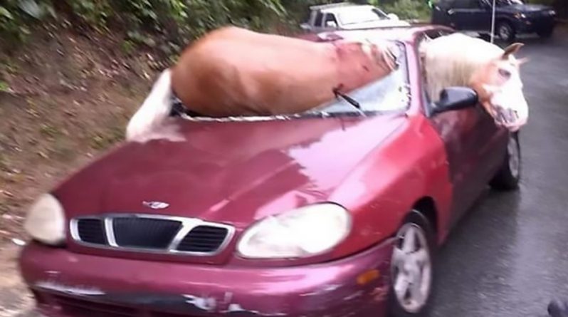 Популярное: Лошадь проломила лобовое стекло, упав с капота машины на водителя. Оба выжили